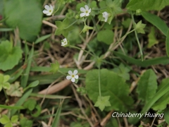 Androsace umbellata