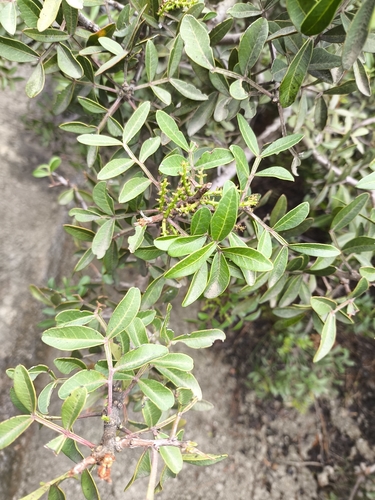 terebinth (Pistacia terebinthus)