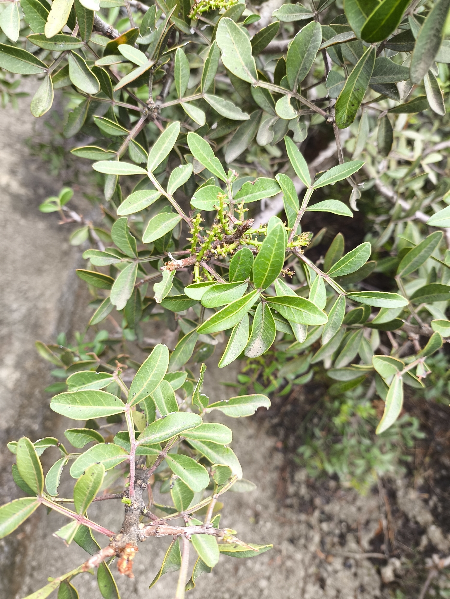 Terebinth (Pistacia terebinthus)