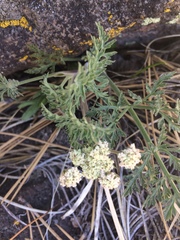 Lomatium nevadense