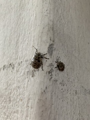 Antiteuchus mixtus