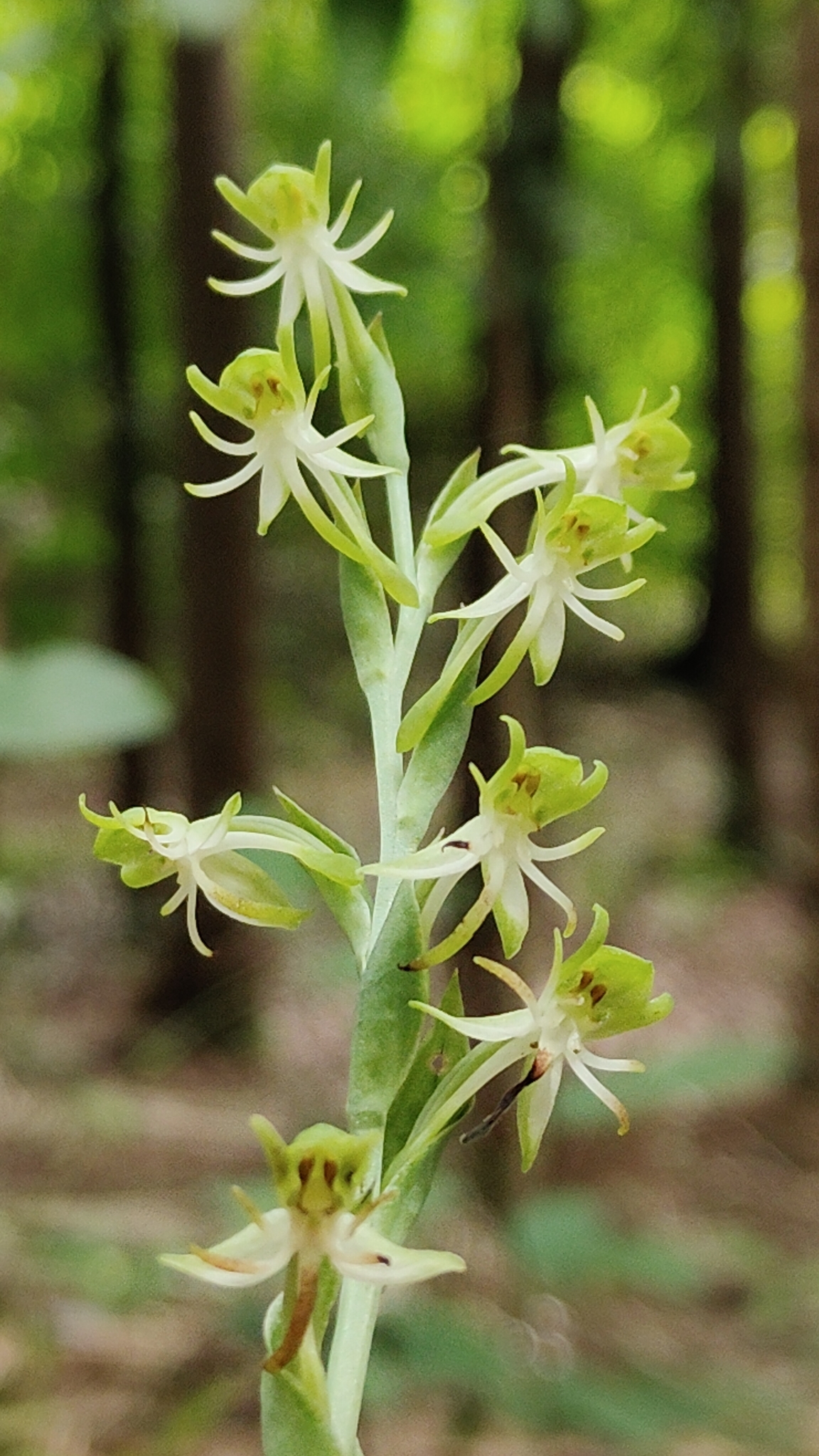 Habenaria