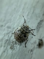 Antiteuchus mixtus