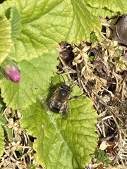 Anthophora plumipes