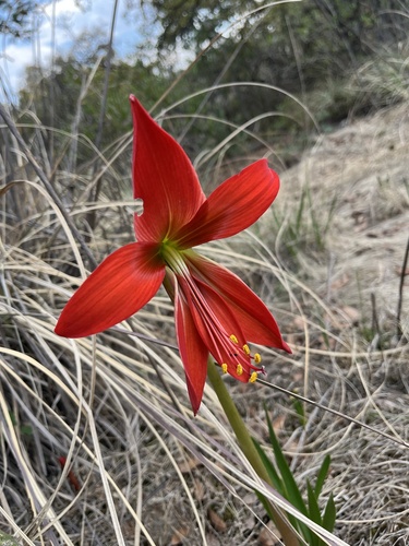 Aztec Lily (Zephyranthes formosissima)