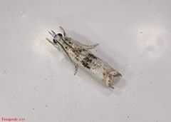 Microcrambus minor