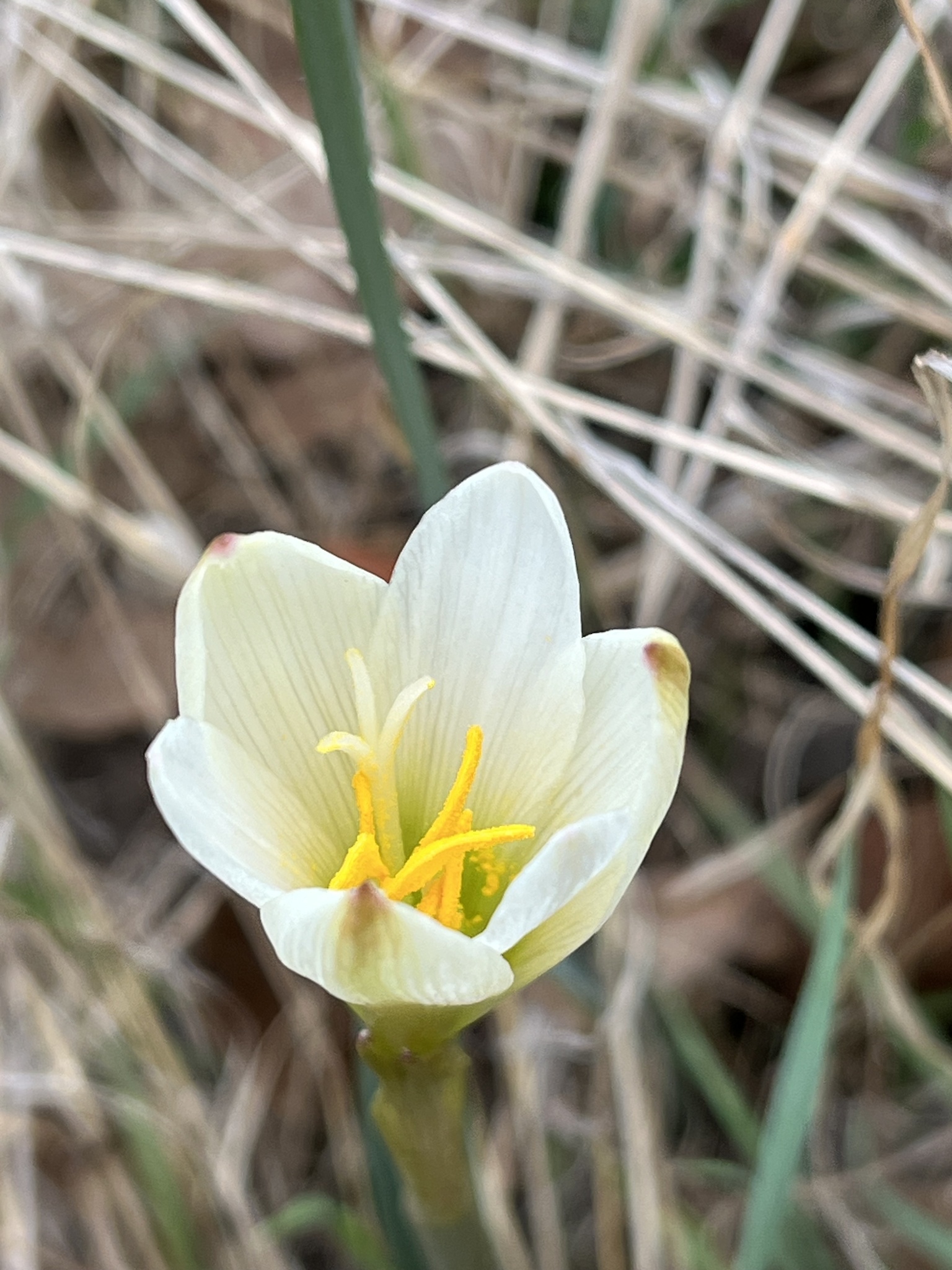 Zephyranthes alba