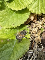 Anthophora plumipes