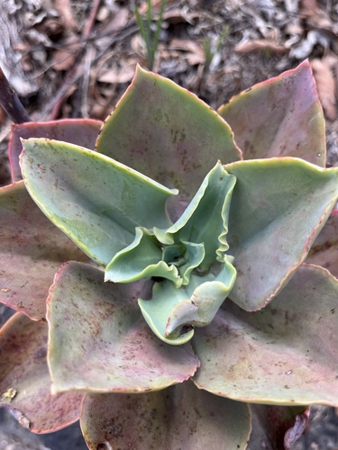 Metallic Echeveria (Echeveria gibbiflora)