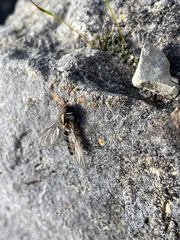Episyrphus balteatus