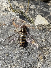 Episyrphus balteatus