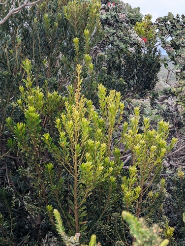 faya bayberry (Morella faya)