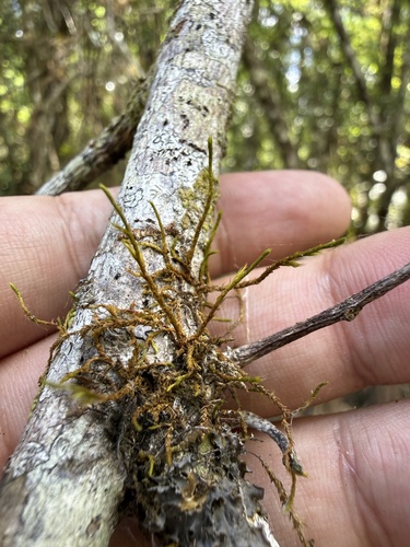 filiform cyphaea moss (Cryphaea filiformis)