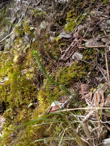 Pūkiawe (Leptecophylla tameiameiae)