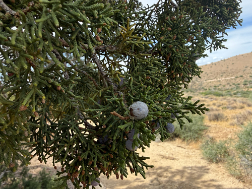 Utah Juniper (Juniperus osteosperma)