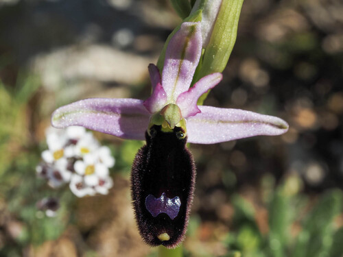 Bertoloni's Bee-orchid (Ophrys bertolonii)