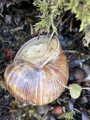 Helix pomatia