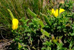 Argyrolobium pachyphyllum