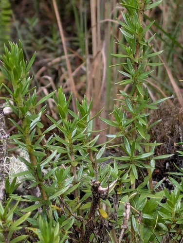 Coprosma ernodeoides, photograph 6