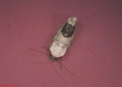 Ponometia erastrioides