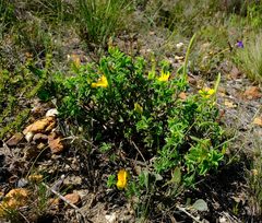 Argyrolobium pachyphyllum