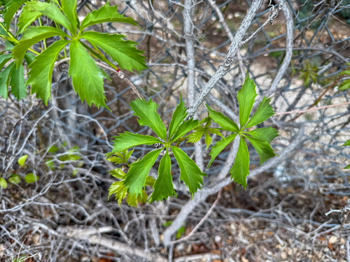 sevenleaf creeper (Parthenocissus heptaphylla)