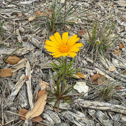 Stemmy Four-nerved Daisy (Tetraneuris scaposa)