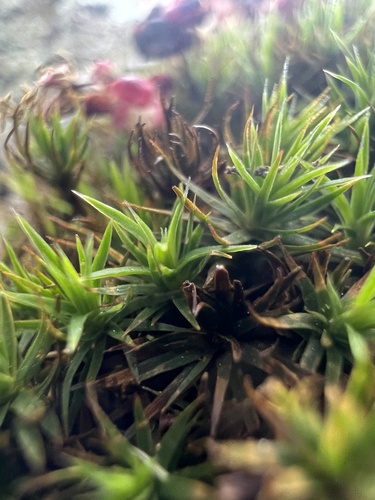 Ohio Haircap Moss (Polytrichum ohioense)
