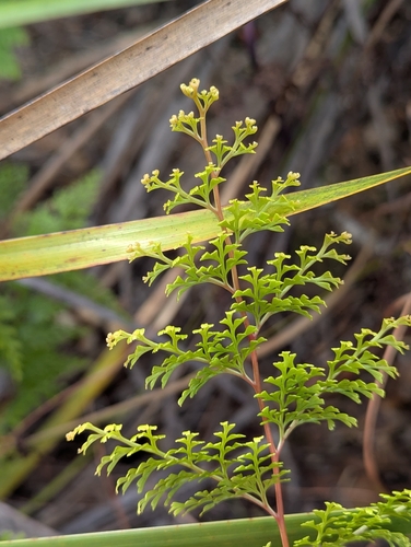 Fairy Fern (Odontosoria chinensis)