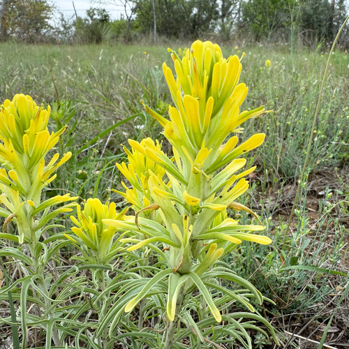 Lemon Paintbrush (Castilleja citrina)
