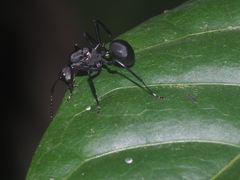 Polyrhachis abdominalis