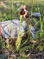Ophrys exaltata arachnitiformis