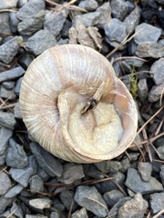 Helix pomatia