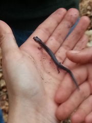 Plethodon cinereus