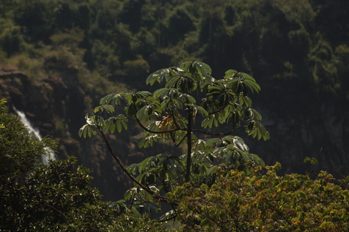Cecropia pachystachya (Cecropia pachystachya)