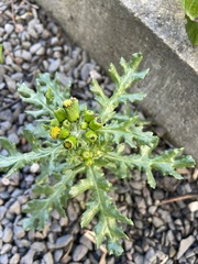 Senecio vulgaris