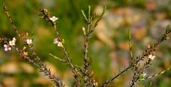 Lachnaea filicaulis