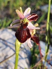 Ophrys exaltata arachnitiformis