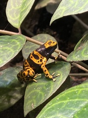 Dendrobates leucomelas