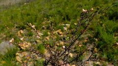 Lachnaea filicaulis
