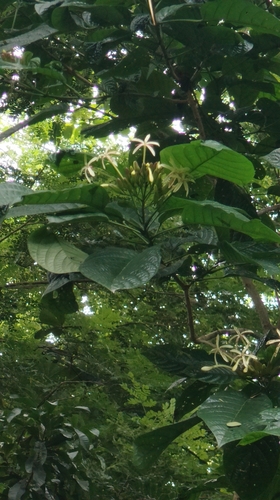 Clerodendrum minahassae observed 2025-07-22