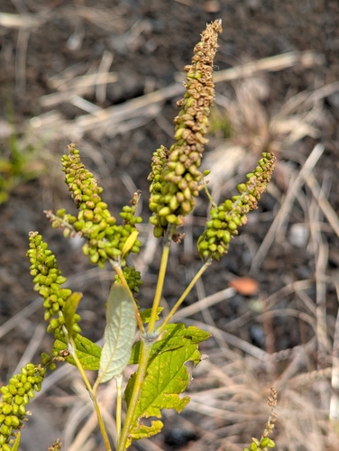 Dogtail (Buddleja asiatica)