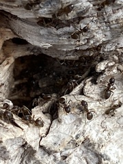 Lasius