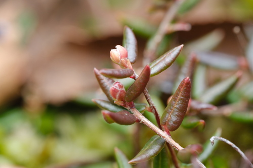 bog cranberry (Vaccinium oxycoccos)