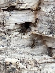 Lasius