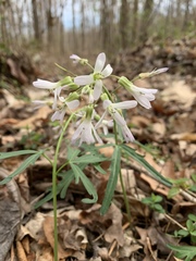 Cardamine concatenata