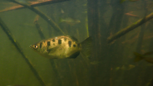 Archer fish (Toxotes chatareus) — Toxotidae