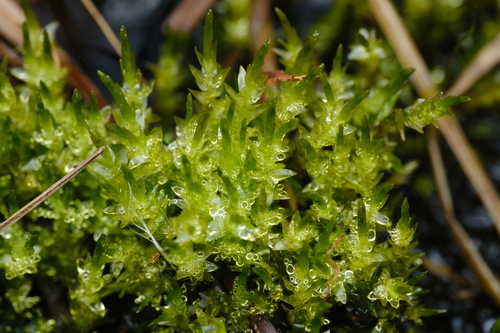 Heart-leaved Spear-moss (Calliergon cordifolium)