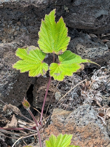 Japanese anemone (Eriocapitella japonica)