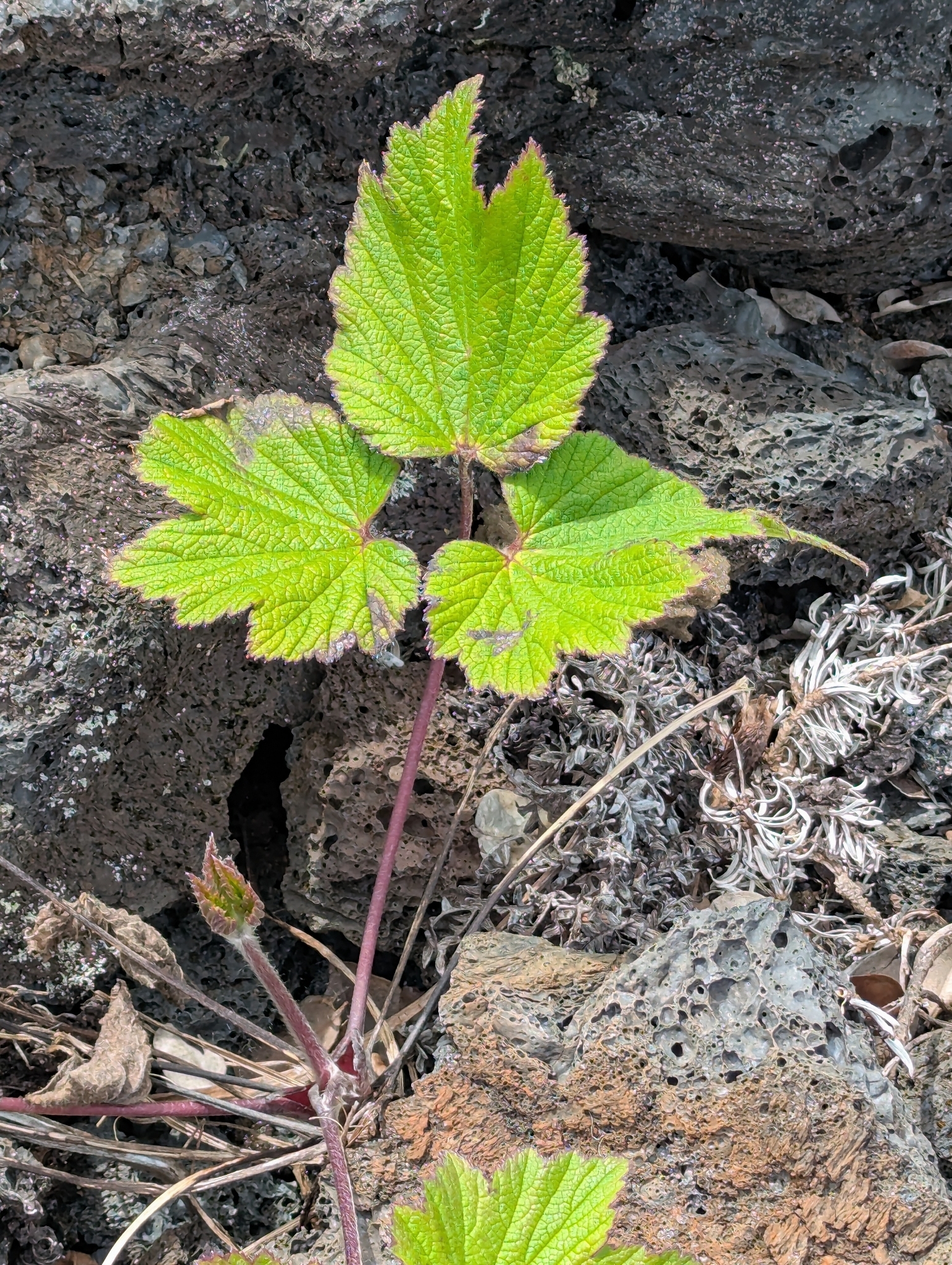 Japanese Anemone (Eriocapitella japonica)